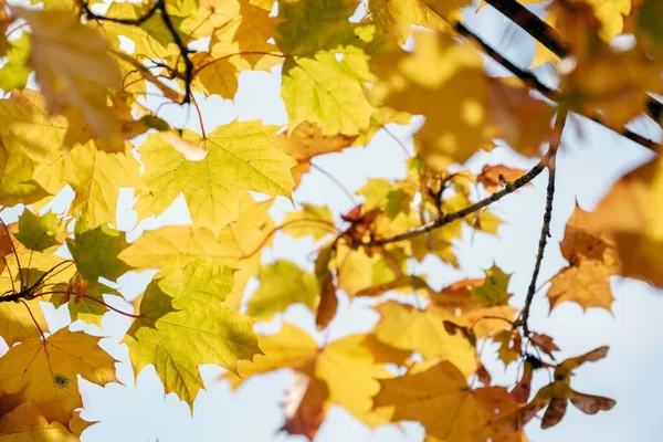 Bir Ağaç Dalında Sonbahar Yapraklarının Yakın Çekimi — Stok fotoğraf