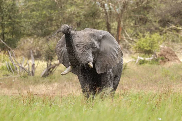 Una Bella Foto Elefante Nel Parco Nazionale Kruger — Foto Stock