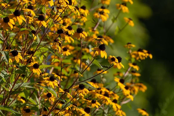 Rudbeckia bitkilerinin bahçedeki yakın çekimi.