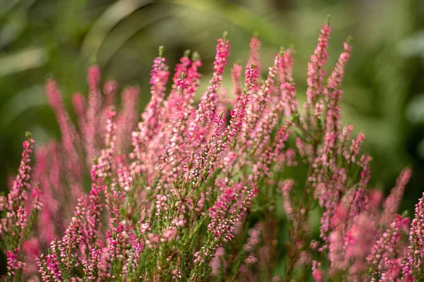 Een Close Van Mooie Roze Heide Onder Het Zonlicht — Stockfoto