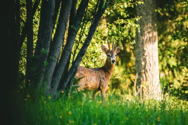 昼間は森の中の常緑樹畑を歩く雄大な鹿 — ストック写真