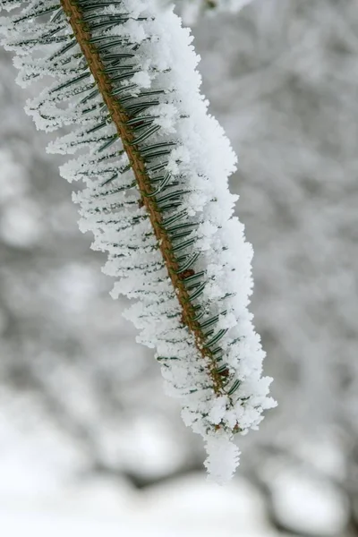 Pionowe Zbliżenie Gałązki Sosny Zielonymi Liśćmi Pokrytymi Śniegiem Rozmytym Tle — Zdjęcie stockowe