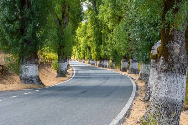 Tunnel Trees Painted White Lime Road Signs Portugal — Stock Photo, Image