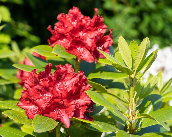 Primer Plano Una Hermosa Flor Híbrida Rhododendron Creciendo Jardín Día —  Fotos de Stock