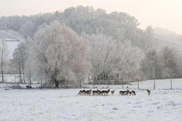 Beautiful Winter Scene Group European Fallow Deers Dama Dama Standing — Stock Photo, Image