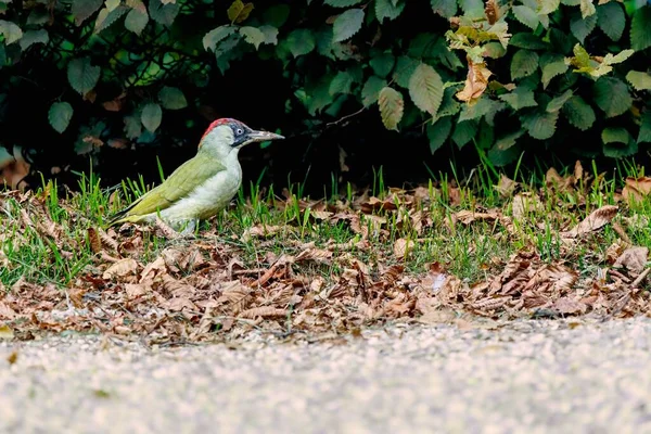 Pájaro Carpintero Verde Europeo Picus Viridis Posado Suelo —  Fotos de Stock