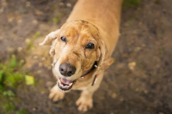 Kahverengi Şirin Bir Köpek Yukarı Bakıyor — Stok fotoğraf