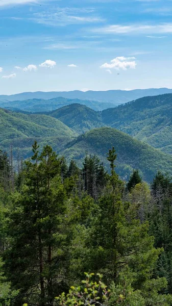 青い空の下 ブルガリアの鬱蒼とした森林地帯の垂直方向の美しいショット — ストック写真