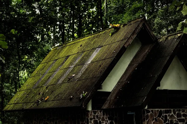Mossy Roof Beautiful Cabin Evergreen Rainforest — Stock Photo, Image