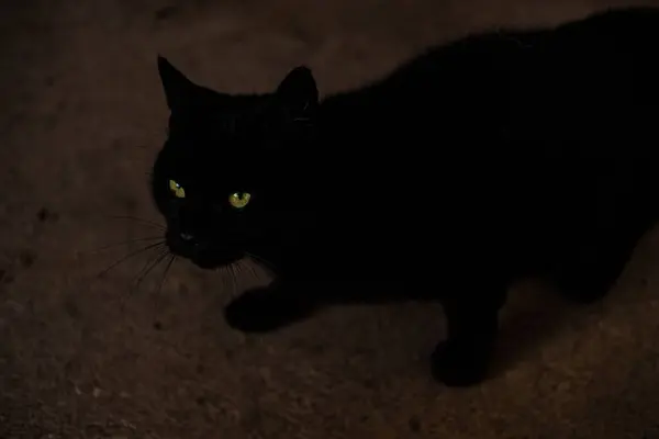 Μια Όμορφη Θέα Μιας Μαύρης Γάτας Στο Σκοτάδι — Φωτογραφία Αρχείου
