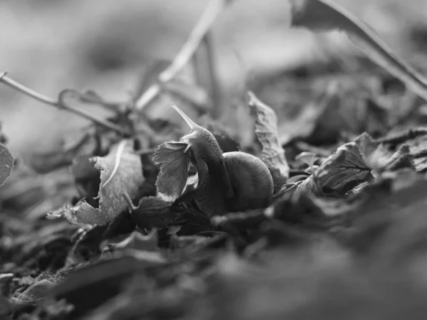 Closeup Shot Snail Perched Leaf Black White — Stock Photo, Image
