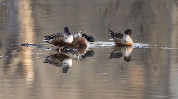 stock image Several mallard ducks (Anas platyrhynchos) swimming in the water