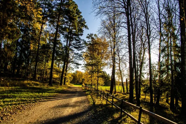 Une Clôture Bois Long Sentier Dans Forêt Automne Magique Suède — Photo