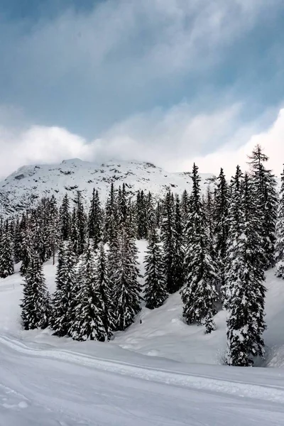 Bir Tepenin Karla Kaplı Yamacında Bir Spruces Dikey Çekimi — Stok fotoğraf