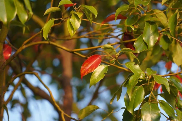 Une Branche Camphre Aux Feuilles Rouges Vertes — Photo