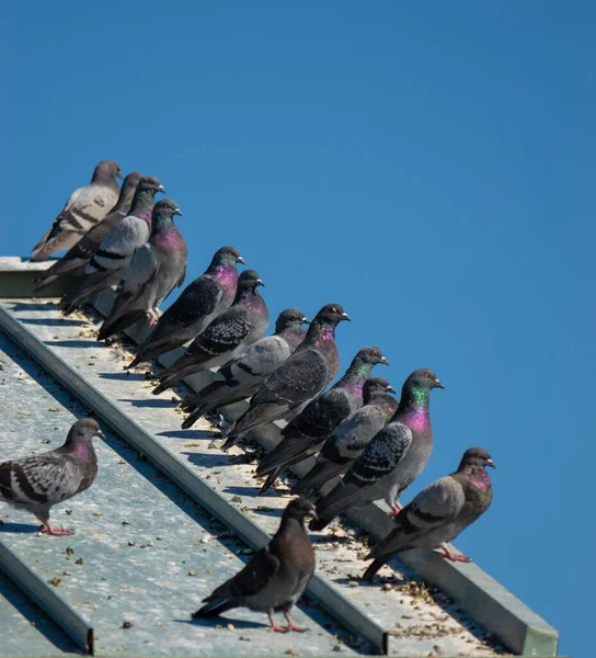 Arka Planda Mavi Gökyüzü Olan Çatıdaki Bir Grup Güvercinin Dikey — Stok fotoğraf