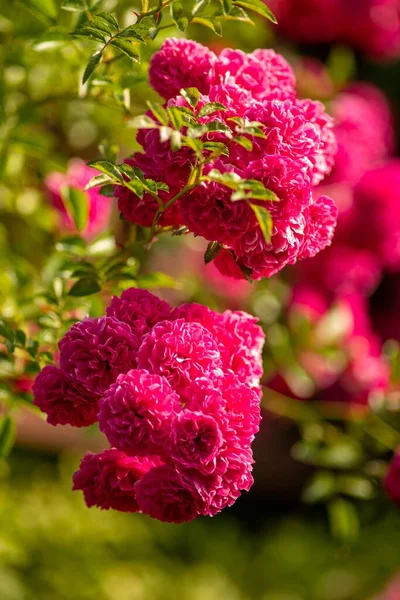 Вертикальный Снимок Дамасских Роз Цветущих Саду — стоковое фото