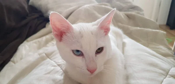 Дивноокий Білий Кошеня Кахо Мані Кіт Гетерохромом — стокове фото