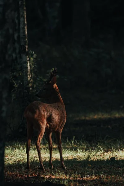Sveç Ormanında Tek Başına Dikey Bir Geyik Görüntüsü — Stok fotoğraf