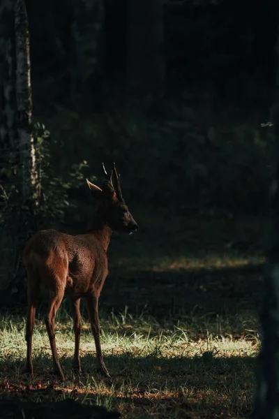 Ein Senkrecht Stehender Hirsch Schwedischen Wald — Stockfoto
