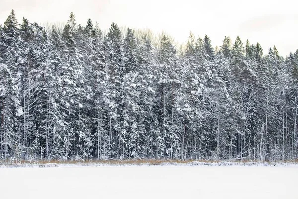 Een Winterlandschap Een Magisch Zweeds Bos Met Witte Bomen Prachtig — Stockfoto