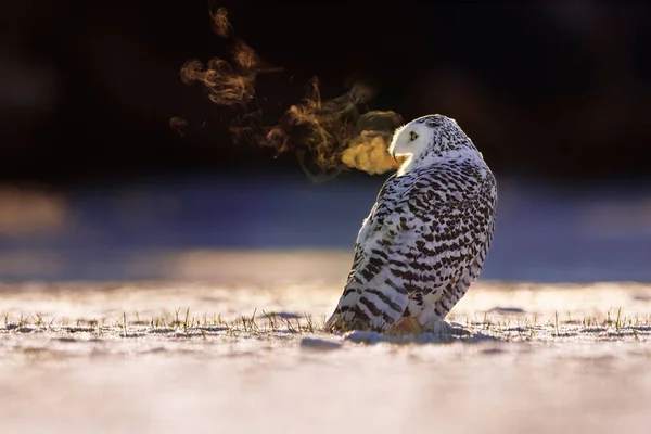 Regular Horizontal Shot White Black Owl Field Full Snow Winter — Stock Photo, Image