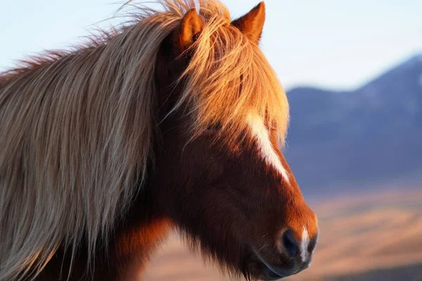 Selektiv Närbild Brun Islandshäst Equus Ferus Caballus — Stockfoto