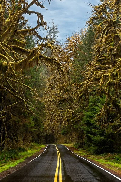Silnice Mechovité Stromy Deštném Pralese Hoh Olympijský Národní Park Usa — Stock fotografie