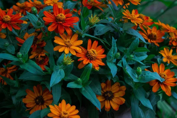 아름다운 오렌지 꽃들로 이루어진 꽃봉오리 — 스톡 사진