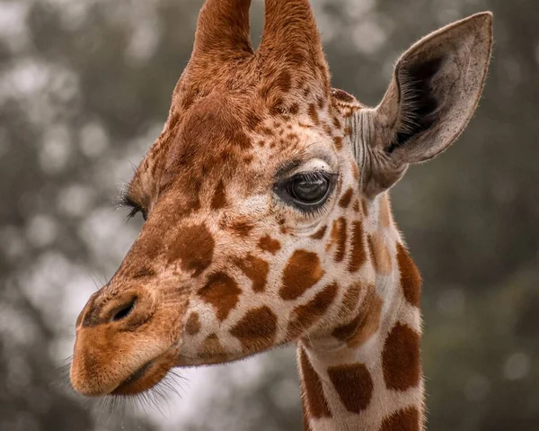 Een Prachtig Close Portret Van Een Giraffe — Stockfoto