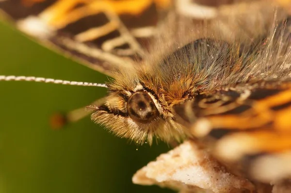 地図蝶の頭と目の上の極端なクローズアップ アラスチナ レヴァナ — ストック写真