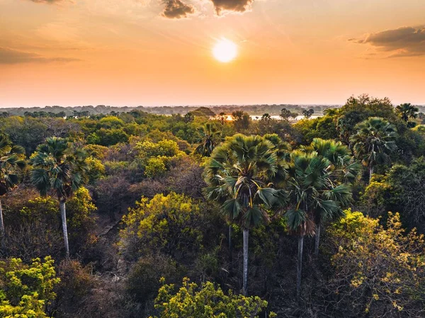 Aerial View Forest Full Palm Trees Sunset — Stock Photo, Image
