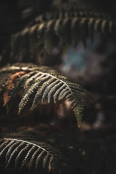 背景がぼやけたシダの枝の垂直ショット — ストック写真