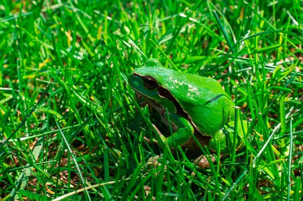 欧洲绿色树蛙在绿草上的特写 — 图库照片