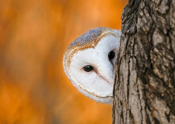 Closeup Face Barn Owl Hiding Tree Trunk Autumn — Stock Photo, Image