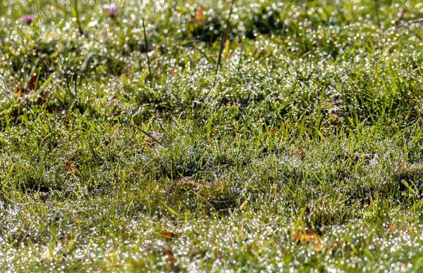 Closeup Dew Sprinkles Grass Morning — Stock Photo, Image