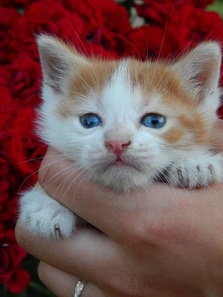Vertical Shot Adorable Kitten Blue Eyes Person Hand — Stock Photo, Image