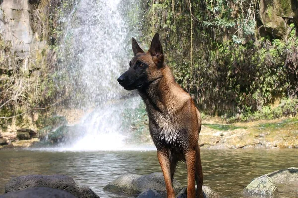 Malinois Dog Sitting Stone Sunlit Waterfall Background — Stock Photo, Image