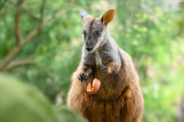 Wallaby Laat Een Vruchtenschil Vallen Het Struikgewas Van Sydney Australi — Stockfoto