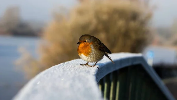 Selective Focus Shot Orange European Robin Perched Snowy Fence — Stock Photo, Image