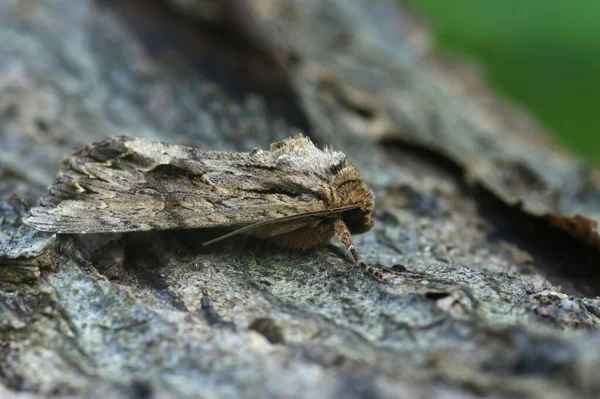 Dark Arches Owlet Moth Apamea Monoglypha Wood Closeup — Stock Photo, Image