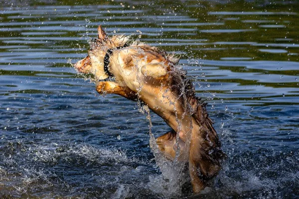 一只狗在河里玩耍 一边享受着水的乐趣 一边喷出水花的美丽镜头 — 图库照片