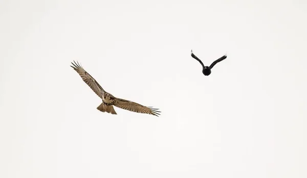 A low angle shot of a red-tailed hawk and a raven flying on a gloomy cloudy day
