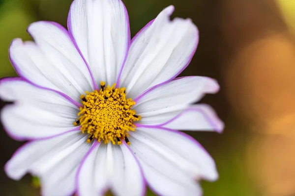 Closeup Shot White Flower Bloom Blur Background — Stock Photo, Image
