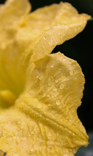 Een Verticaal Close Shot Van Een Gele Bloem Met Waterdruppels — Stockfoto