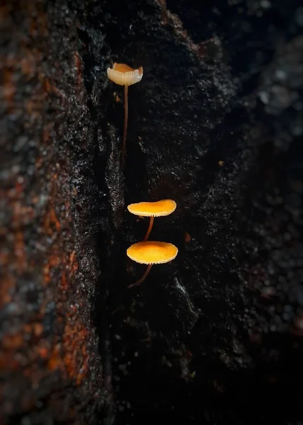 Tiro Close Vertical Pequeno Fungo Crescendo Lado Uma Árvore — Fotografia de Stock