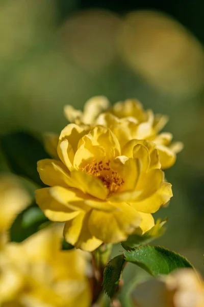 Vertikální Záběr Krásné Žluté Květy Květu Rozmazaném Pozadí — Stock fotografie