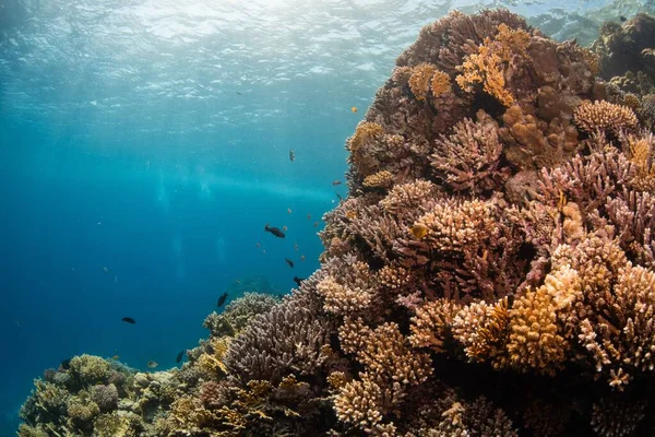 Una Vista Hermosa Peces Nadando Alrededor Los Corales Bajo Mar — Foto de Stock