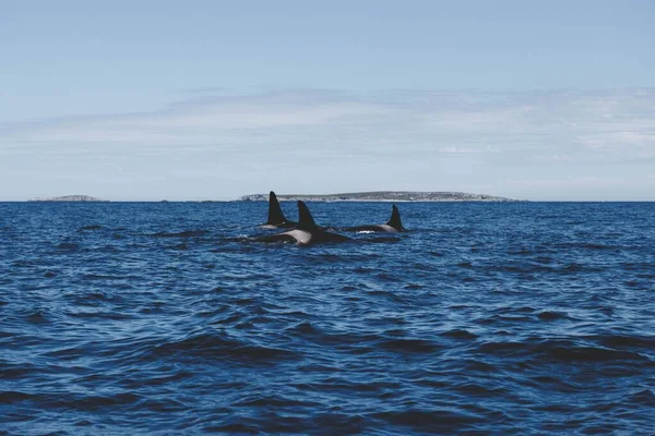 Malownicze Ujęcie Strąka Wielorybów Orca Pływających Wybrzeżu Nowej Fundlandii Kanada — Zdjęcie stockowe