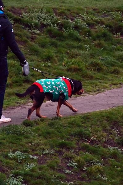 Beautiful View Rottweiler Wearing Christmas Theme Sweater Walking Park Its — Stock Photo, Image